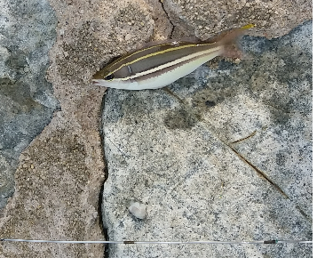 White Shouldered Whiptail.png